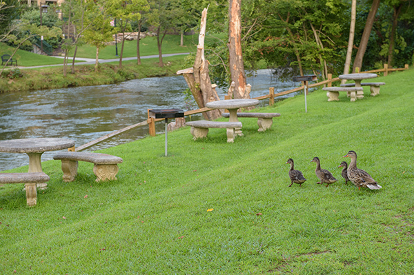 a family of ducks beside the river